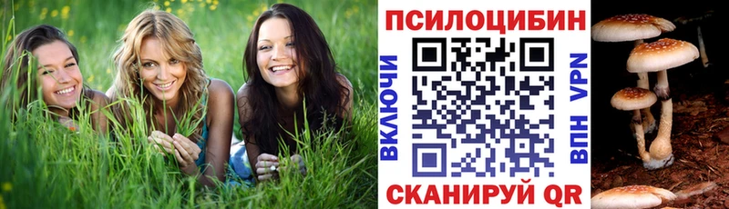 Галлюциногенные грибы Psilocybe  Купить закладки  Вилюйск 